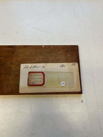 Media type: image;   Invertebrate Zoology HOL-1029 Description: Photograph of microscope slide and handwritten label.;  Aspect: slide